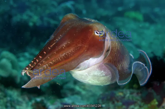 : Broadclub Cuttlefish - Gili Mimpang dive site, Candidasa : Broadclub Cuttlefish - Gili Mimpang dive site, Candidasa