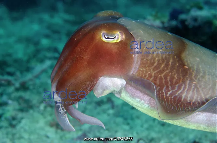  : Broadclub Cuttlefish - Gili Mimpang dive site, Candidasa
