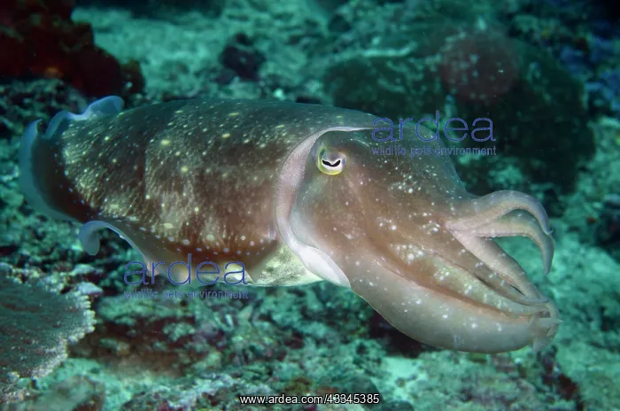 : Broadclub Cuttlefish - Gili Mimpang dive site, Candidasa : Broadclub Cuttlefish - Gili Mimpang dive site, Candidasa