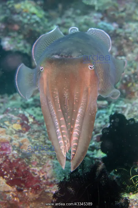 : Broadclub Cuttlefish - Gili Mimpang dive site, Candidasa : Broadclub Cuttlefish - Gili Mimpang dive site, Candidasa