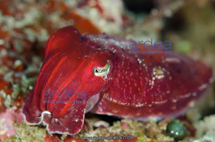 : Broadclub Cuttlefish - juvenile : Broadclub Cuttlefish - juvenile