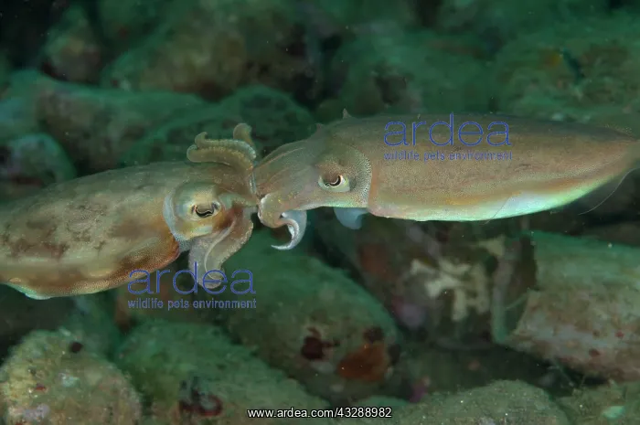 : Broadclub Cuttlefish - mating : Broadclub Cuttlefish - mating