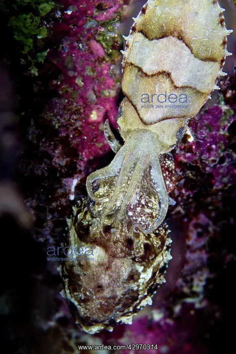 : Broadclub Cuttlefish - mating at night : Broadclub Cuttlefish - mating at night