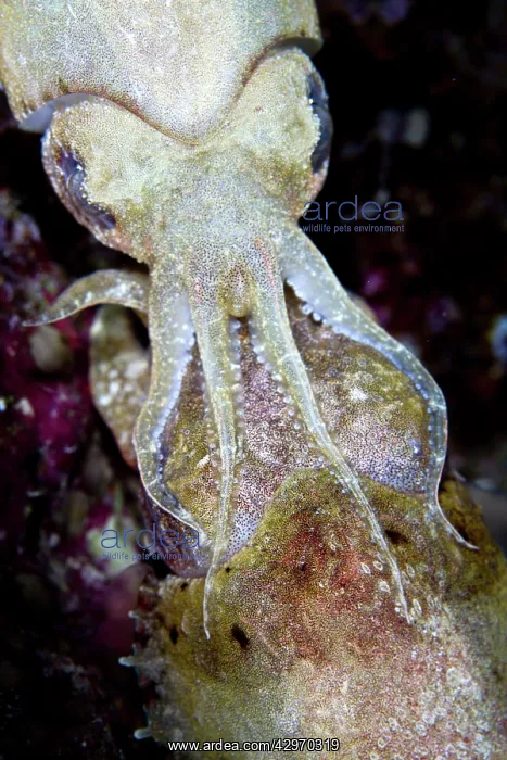 : Broadclub Cuttlefish - mating at night : Broadclub Cuttlefish - mating at night