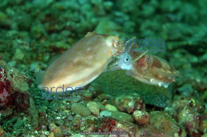  : Broadclub Cuttlefish - mating with sperm packets