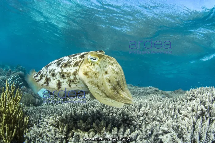 : Broadclub Cuttlefish (Sepia latimanus), Bangka Island : Broadclub Cuttlefish (Sepia latimanus), Bangka Island