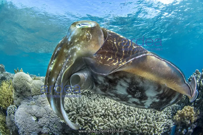 : Broadclub Cuttlefish (Sepia latimanus), Bangka Island : Broadclub Cuttlefish (Sepia latimanus), Bangka Island
