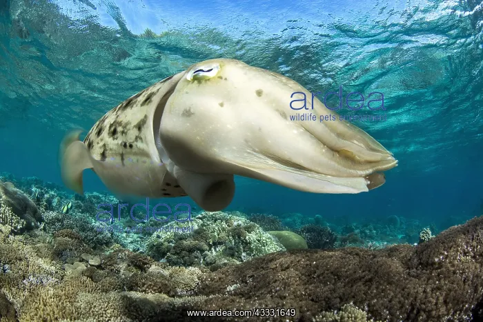 : Broadclub Cuttlefish (Sepia latimanus), Bangka Island : Broadclub Cuttlefish (Sepia latimanus), Bangka Island