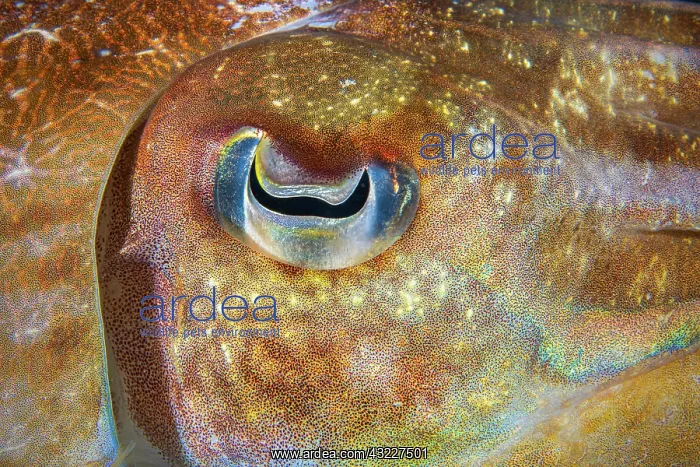 : Broadclub Cuttlefish (Sepia latimanus) eye, Similan : Broadclub Cuttlefish (Sepia latimanus) eye, Similan