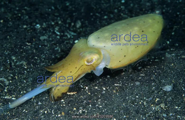 : Broadclub Cuttlefish (Sepia latimanus), feeding : Broadclub Cuttlefish (Sepia latimanus), feeding