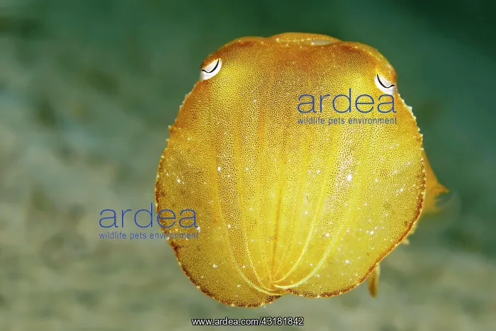 : Broadclub Cuttlefish (Sepia latimanus), juvenile