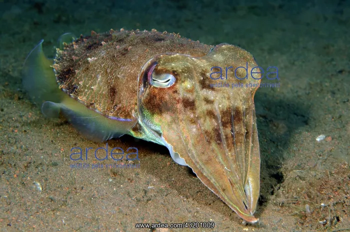 : Broadclub Cuttlefish (Sepia latimanus), Pacific : Broadclub Cuttlefish (Sepia latimanus), Pacific