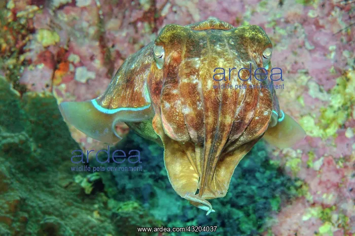 : Broadclub Cuttlefish (Sepia latimanus), Pacific : Broadclub Cuttlefish (Sepia latimanus), Pacific