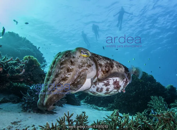 : Broadclub Cuttlefish (Sepia latimanus) on a reef : Broadclub Cuttlefish (Sepia latimanus) on a reef