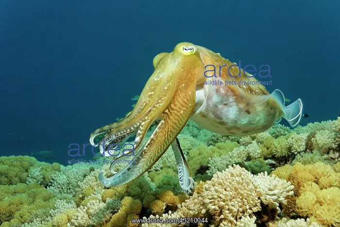 : Broadclub cuttlefish (Sepia latimanus) swimming : Broadclub cuttlefish (Sepia latimanus) swimming