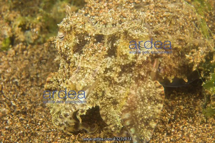  : Broadclub Cuttlefish (Sepia latimnus), Dumaguete