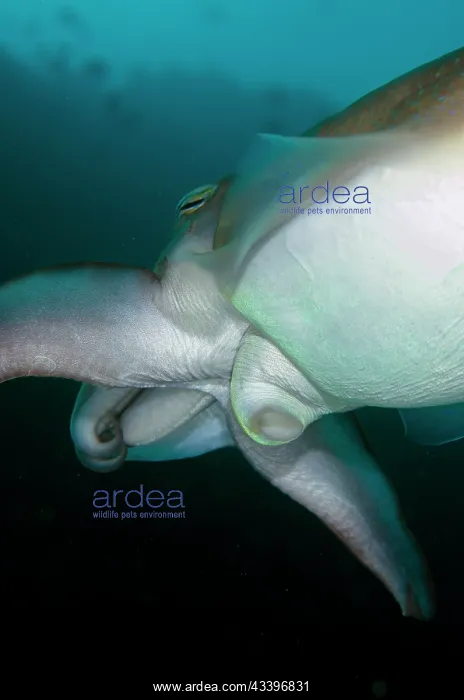: Broadclub Cuttlefish underside : Broadclub Cuttlefish underside