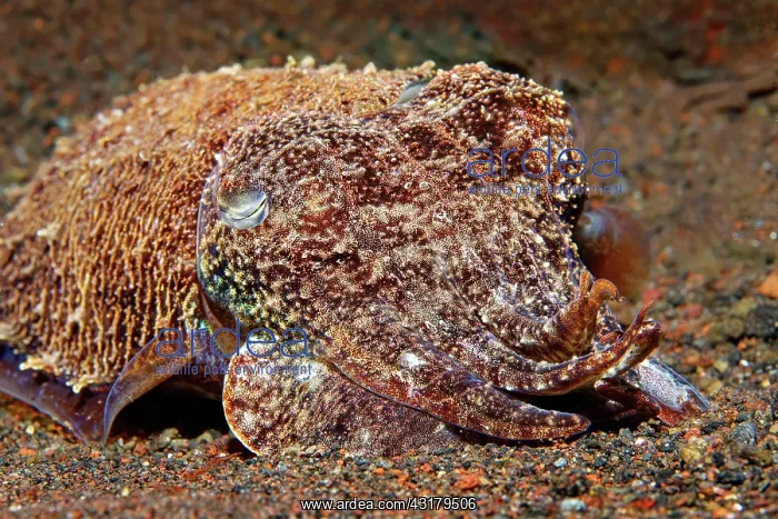 : Broadclub Cuttlefishas well ( Sepia latimanus) camouflaged : Broadclub Cuttlefishas well ( Sepia latimanus) camouflaged