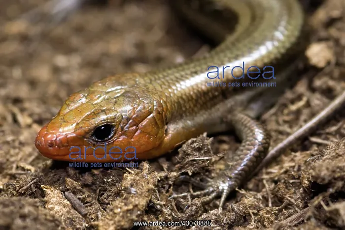 : Broadhead Skink : Broadhead Skink