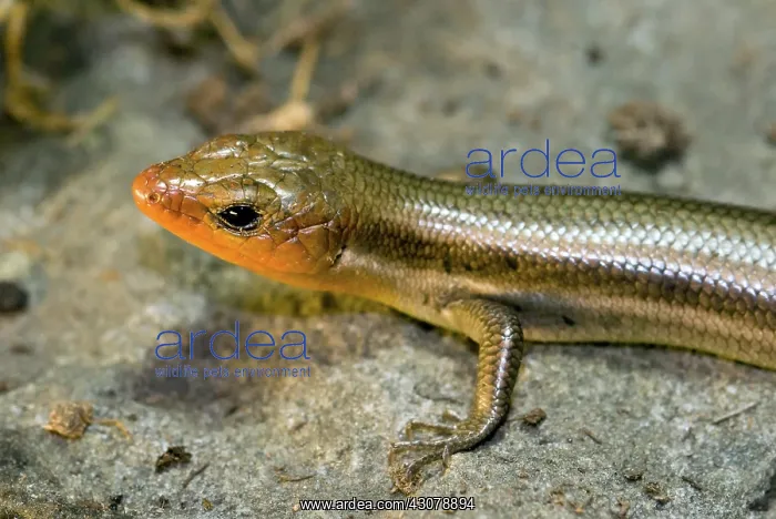 : Broadhead Skink : Broadhead Skink