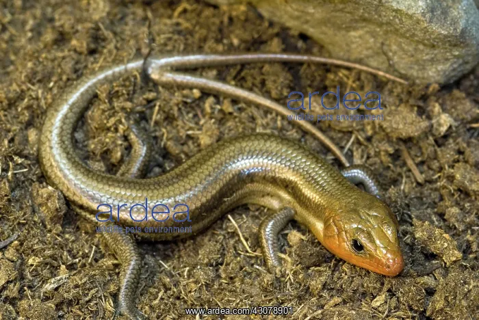 : Broadhead Skink : Broadhead Skink