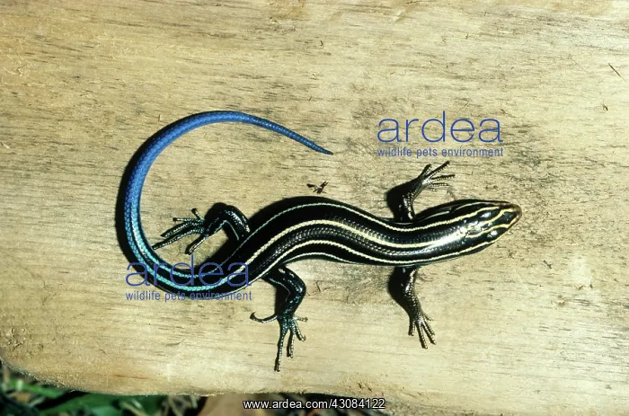 : Broadhead Skink : Broadhead Skink