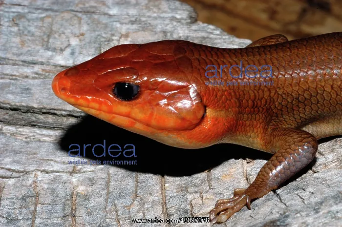 : Broadhead Skink : Broadhead Skink