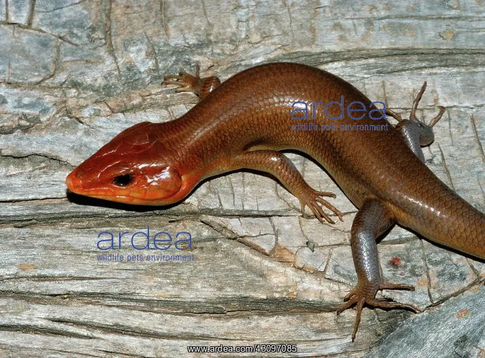 : Broadhead Skink : Broadhead Skink