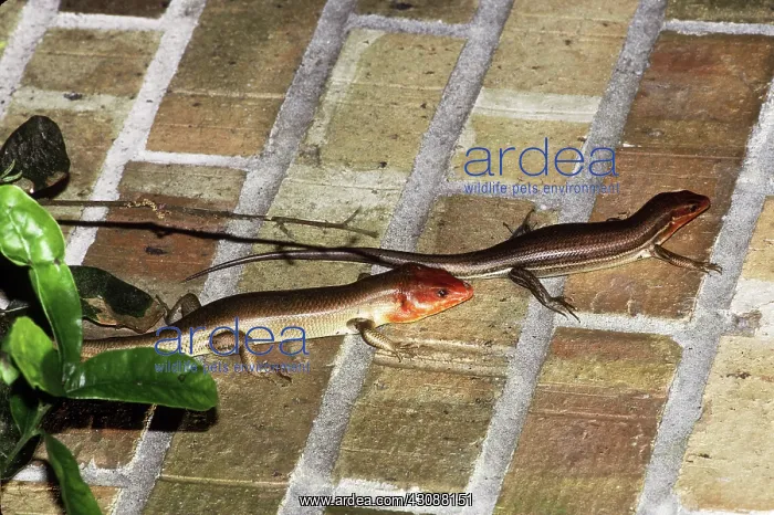  : Broadheaded Skink Pair