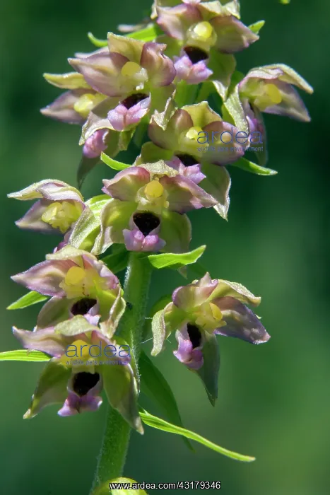  : Broadleaf Helleborine (Epipactis helleborine), Detail