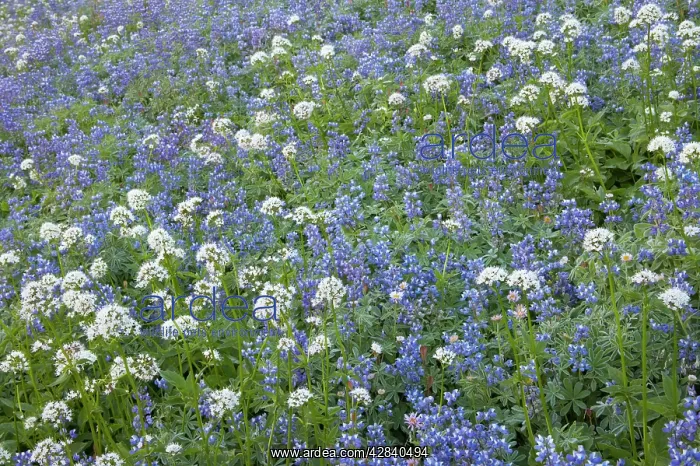 : Broadleaf Lupin and Sitka Valerian (Valeriana sichensis) : Broadleaf Lupin and Sitka Valerian (Valeriana sichensis)