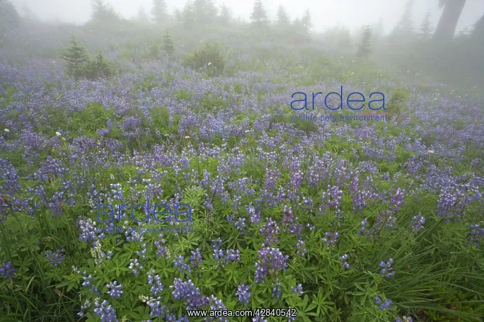 : Broadleaf Lupin in Subalpine Meadow. Early morning : Broadleaf Lupin in Subalpine Meadow. Early morning