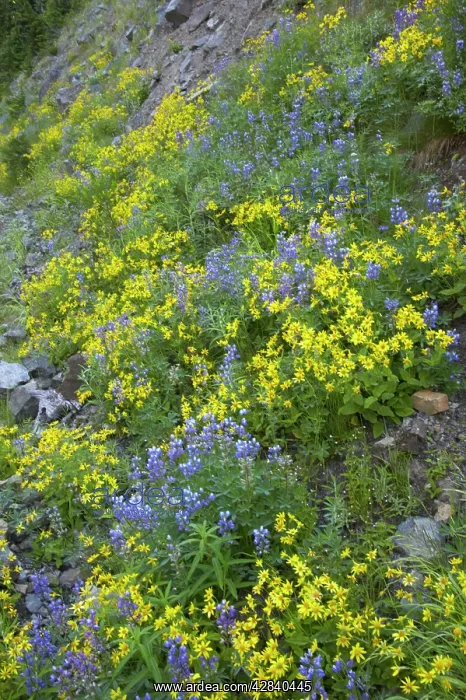 : Broadleaf Lupin & Yellow Flowers : Broadleaf Lupin & Yellow Flowers