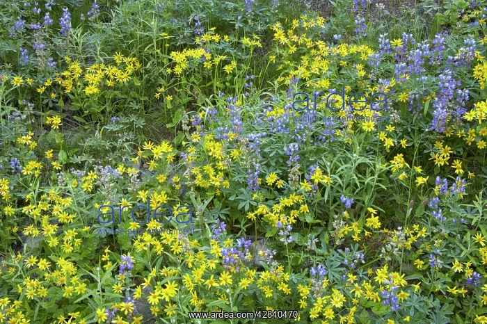 : Broadleaf Lupin & Yellow Flowers : Broadleaf Lupin & Yellow Flowers