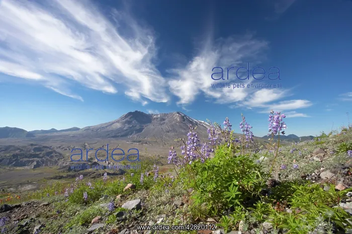 : Broadleaf Lupine (Lupinis latifolius) growing in : Broadleaf Lupine (Lupinis latifolius) growing in