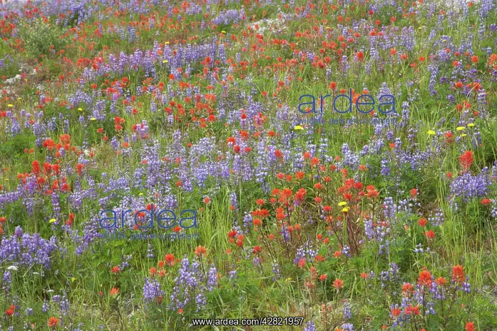 : Broadleaf Lupine (Lupinus latifolius) & Scarlet : Broadleaf Lupine (Lupinus latifolius) & Scarlet