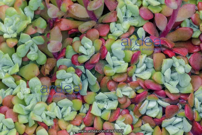  : Broadleaf stonecrop, Olympic National Park, Washington State