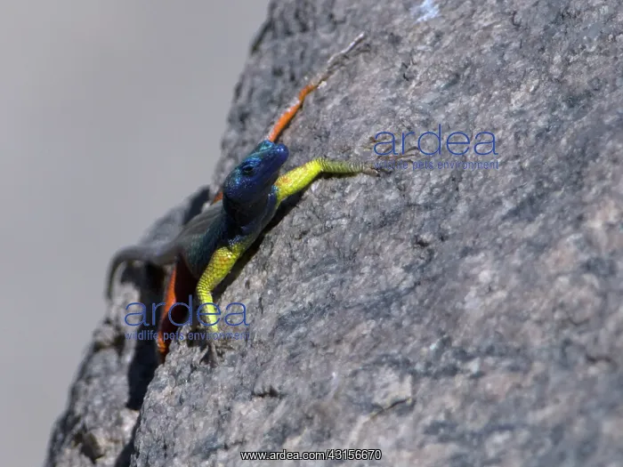 : Broadley's Flat Lizard : Broadley's Flat Lizard