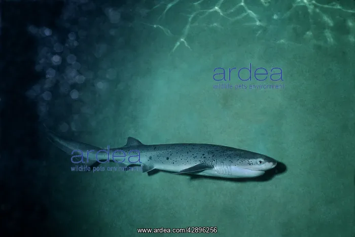 : Broadnose Sevengill Shark - Not usually sighted by divers : Broadnose Sevengill Shark - Not usually sighted by divers