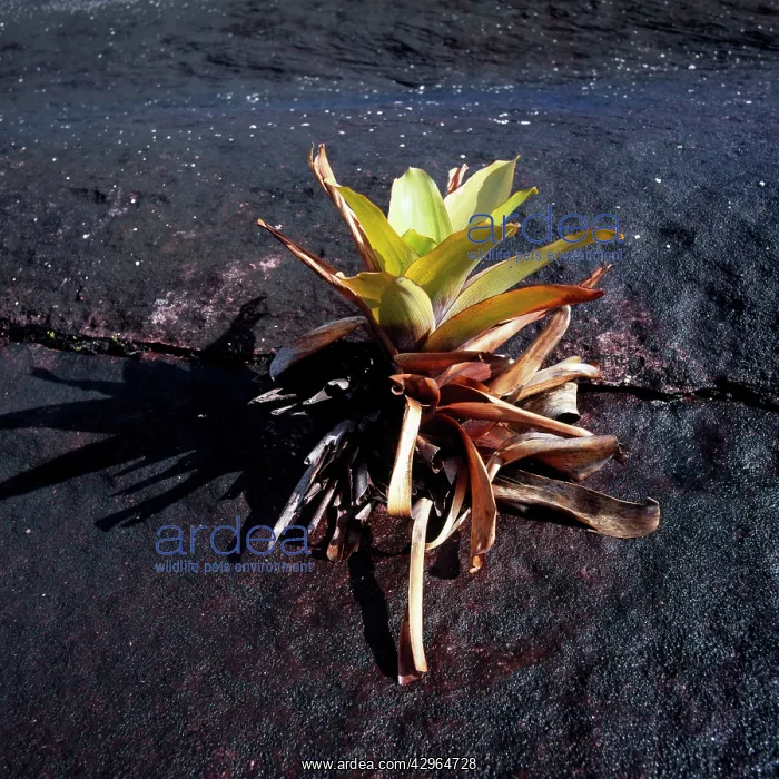 : Brocchinia tatei (Bromeliaceae), Mount Roraima summit : Brocchinia tatei (Bromeliaceae), Mount Roraima summit