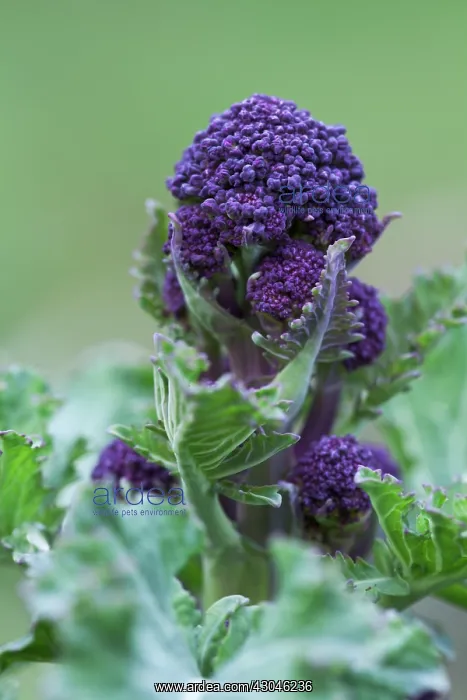 : Broccoli, Purple sprouting broccoli, Brassica oleracea botrytis italica : Broccoli, Purple sprouting broccoli, Brassica oleracea botrytis italica