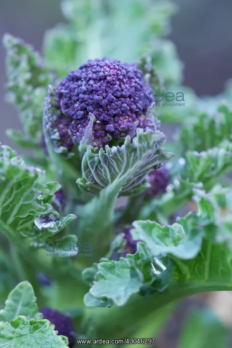 : Broccoli, Purple sprouting broccoli, Brassica oleracea botrytis italica : Broccoli, Purple sprouting broccoli, Brassica oleracea botrytis italica