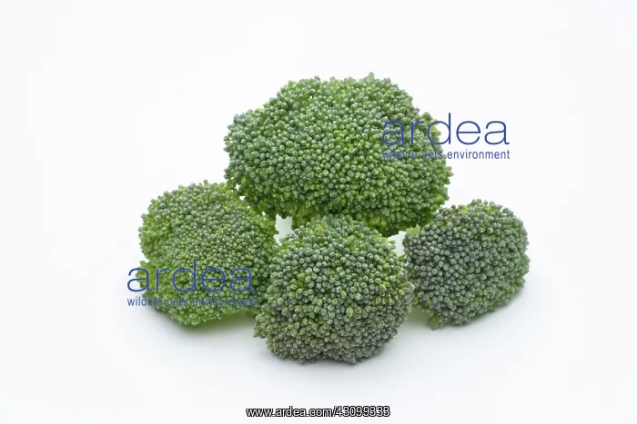  : Broccoli, Brassica oleracea, florets