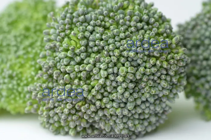  : Broccoli, Brassica oleracea, florets close-up