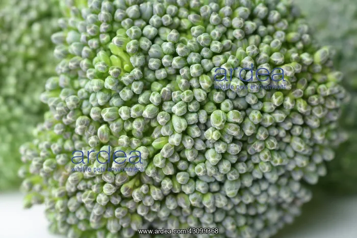 : Broccoli, Brassica oleracea, florets close-up : Broccoli, Brassica oleracea, florets close-up