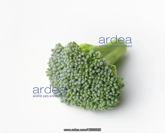 : Broccoli, Brassica oleracea, flower head : Broccoli, Brassica oleracea, flower head