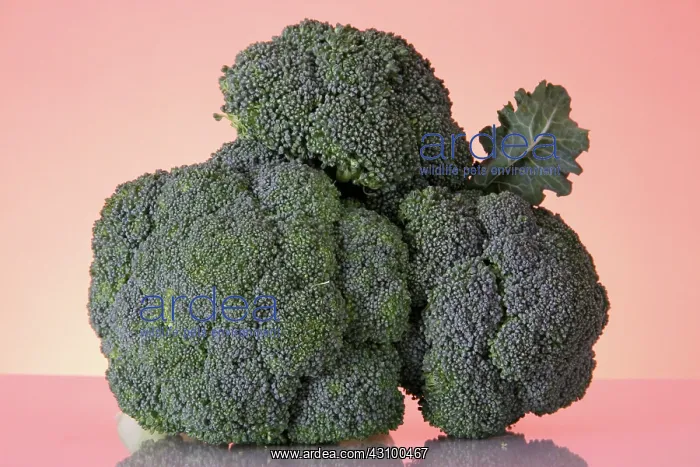 : Broccoli : Broccoli