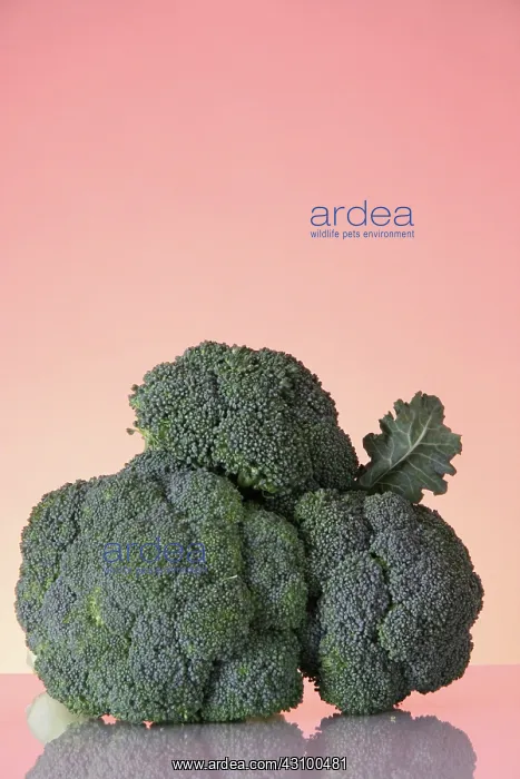 : Broccoli : Broccoli