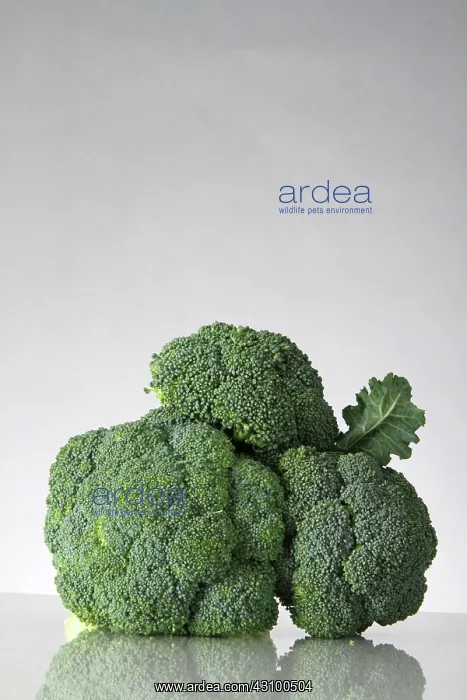 : Broccoli : Broccoli