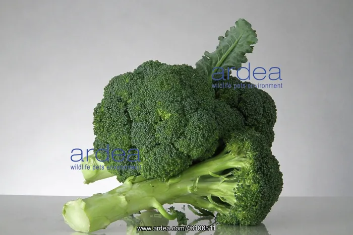 : Broccoli : Broccoli